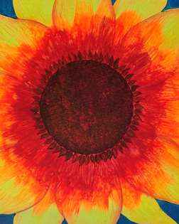 Firecracker Sunflower (under Blacklight)